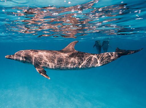 A cute Atlantic spotted dolphin swimming in the blue ocean in the Bahamas