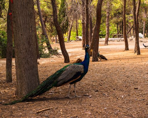 A Peafowl walking in the Plaka Forest Greece under sunlight with trees around
