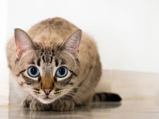 A close-up shot of a blue-eyed cat staring at the camera
