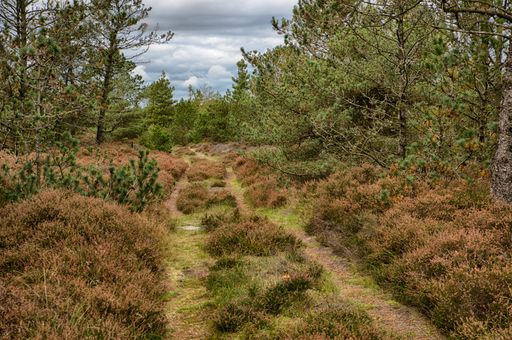 A beautiful autumn scenery in the middle of a forest with different kinds of brown and green plants