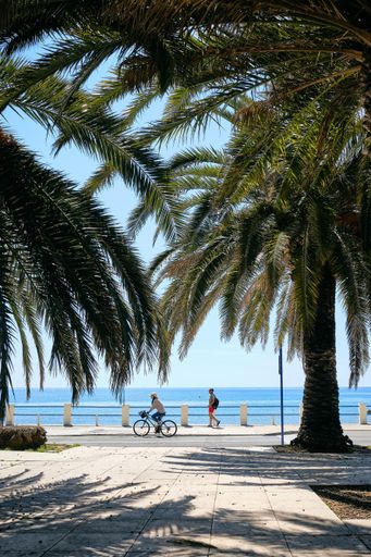 A vertical shot of the palm trees by the sea captured in Menton, French Riviera, France