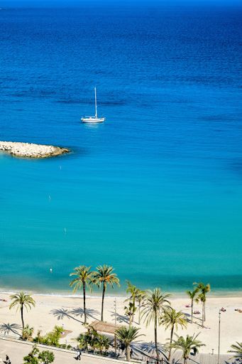 A vertical shot of the palm trees on the beach by the ocean captured in Menton, French Riviera