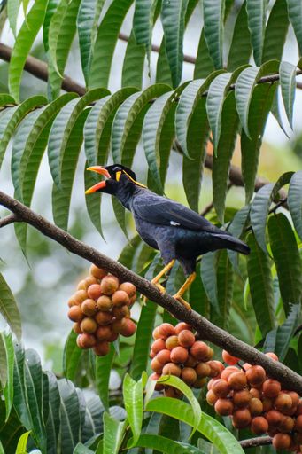A vertical closeup shot of a common myna bird on the branch of longan tree with fruits