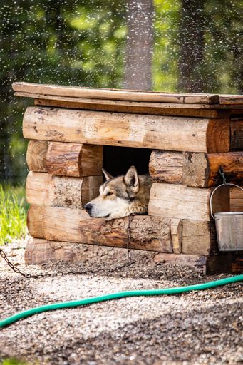 A vertical shot of a cute husky laying in a wooden dog house outdoors