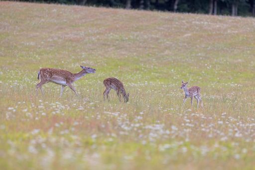 A close-up of three young European fallow deer in blooming field