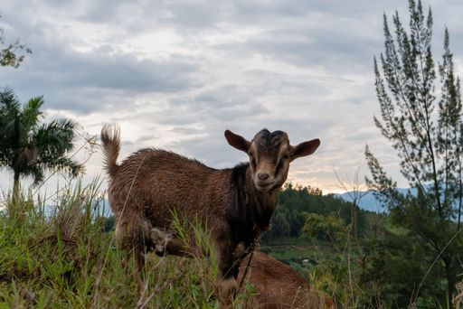 A cute lamb walking and grazing