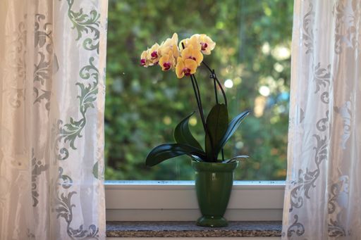 A beautiful orchid on a windowsill