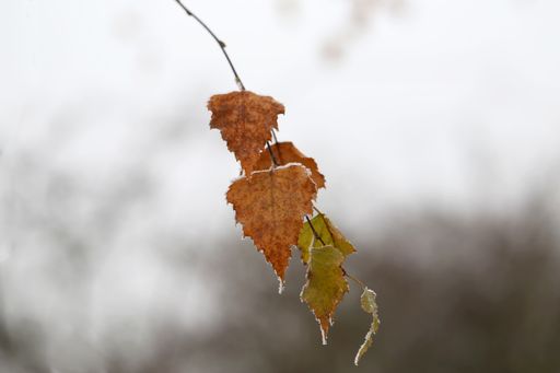 A closeup shot of leaves in the frost with blurred background
