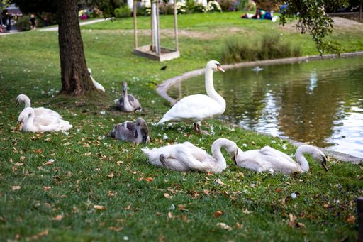 A beautiful view of swans resting on the grass next to the pond.