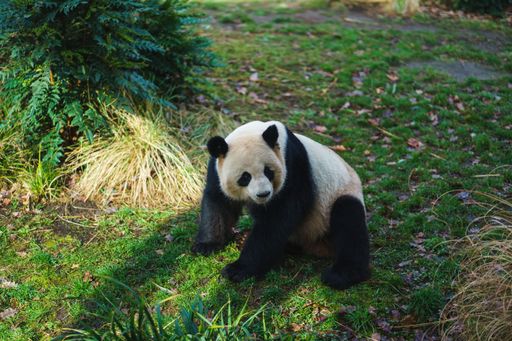 A vertical shot of a cute panda walking around in the grass in its habitat