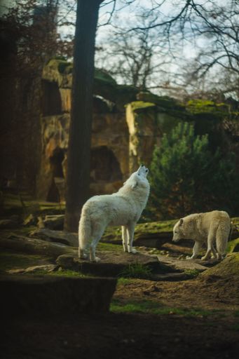 A vertical shot of a howling Alaskan tundra wolf (Canis lupus tundrarum) in a zoo on a sunny day