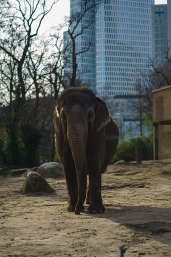 A vertical shot of a big cute Asian elephant (Elephas maximus) in a zoo cage on a sunny day