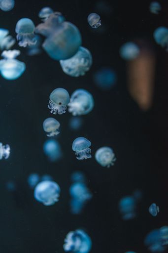 A vertical shot of small blue moon jellyfish (Aurelia aurita) swimming in the water