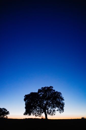 A vertical shot of trees silhouettes on an amazing sunset background