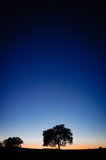 A vertical shot of trees silhouettes on an amazing sunset background