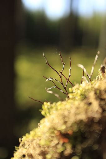 A vertical selective focus of spider webs between tree branches on a sunlight background in the forest