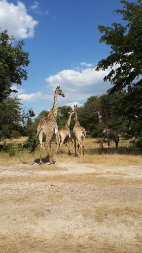 A group of giraffes in African Safari