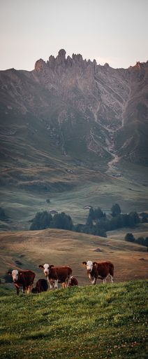 A vertical shot of a herd of cows in a field surrounded by the mountains of South Tyrol