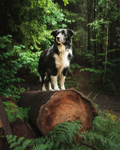 A vertical selective focus of a cute Border Collie standing on a tree log in a forest