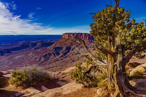 The image is a view of the landscape with a butte in the distance with sheer cliffs and an old twisted pinyon pine tree in the foreground
