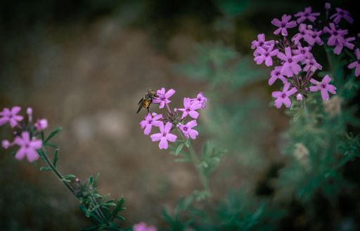 A closeup shot of wild purple flowers and a bee on a flower