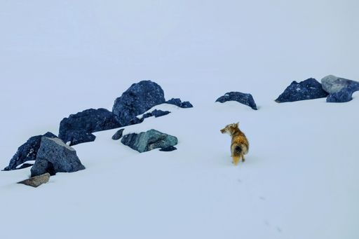 A shot of Tibet winter landscape with stones covered with snow and a rear view of a wolf standing and looking side