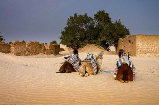Three camels sitting on the sand in the dessert
