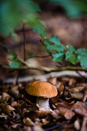 A vertical shot of a wild fungus growing in a forest under the sunlight with a blurry background