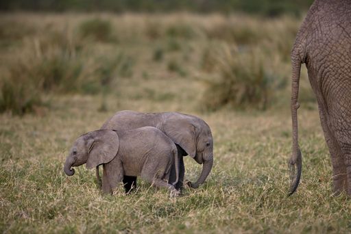 An adorable shot of baby elephants playing with each other with their trunks behind their mother