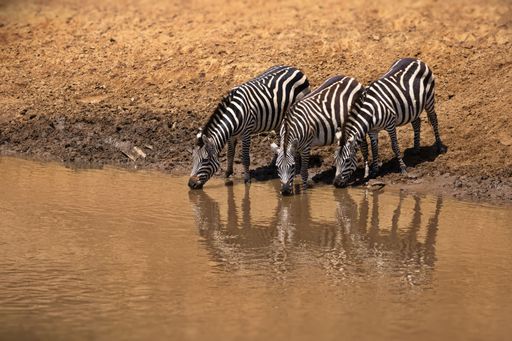 Three zebras captured drinking water from a waterhole next to an arid hill