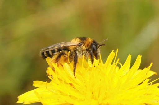Closeup on a female Pantaloon bee, Dasypoda hirtipes sitting on a yellow flower in the field
