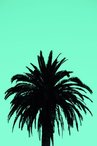 A vertical shot of a silhouette of a palm on a turquoise background - perfect for vertical wallpaper