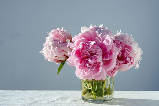 A closeup shot of gorgeous pink peonies in a short glass jar on gray background