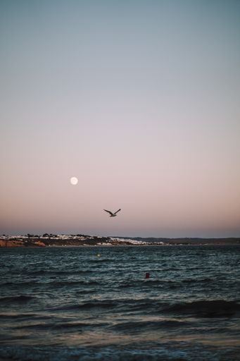 A majestic seascape view with an evening sky with moon and a seagull flying over a wavy water surface