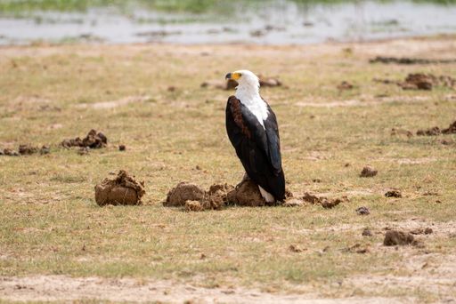 An African fish eagle in Amboseli national park in Kenia, Africa