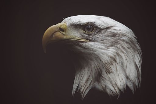 A portrait of a bald eagle isolated on a dark background