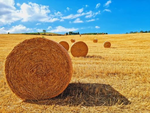 A beautiful view of round hay bales in a wheat field on a sunny day