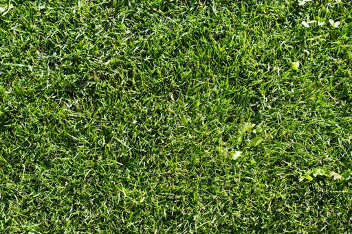 A closeup of a grassy ground for background