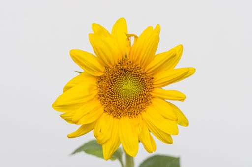 The close-up view of a Common sunflower's head isolated on the white background