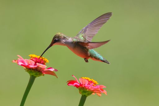 A closeup of a hummingbird eating pollen from a pretty flower