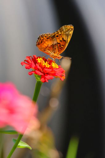 A vertical closeup of an euptoieta claudia butterfly on a pretty flower