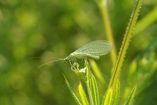 Detailed closeup on a common green lacewing, Chrysoperla carnea, sitting in the vegetation
