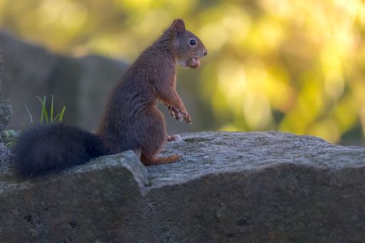 A closeup shot of a squirrel on a rock surface against a blurred background