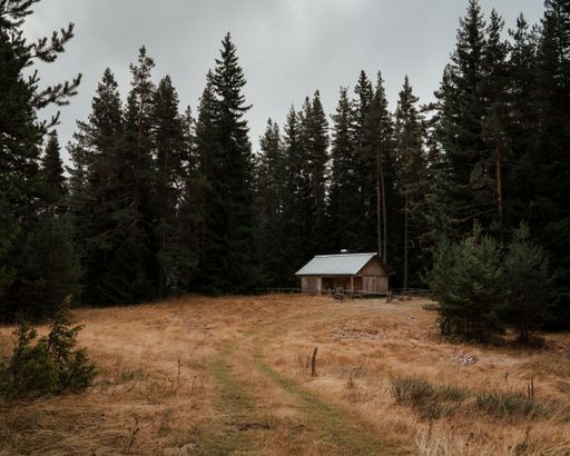 A scenic view of a field against a wooden house and green pine forest on a gloomy day