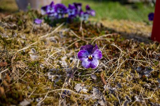 A closeup of a purple pansy in a field under the sunlight with a blurry background