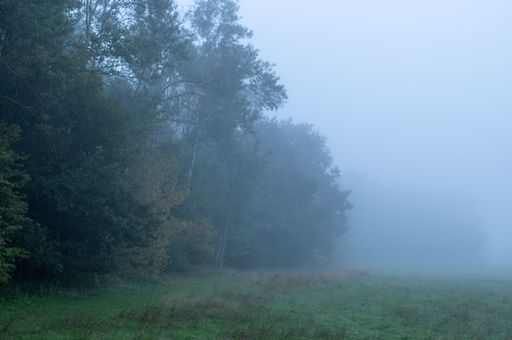 A green grass landscape with dense trees and fog under a cloudy sky