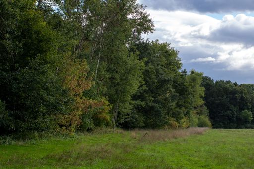 A green grass landscape with dense trees under a cloudy sky
