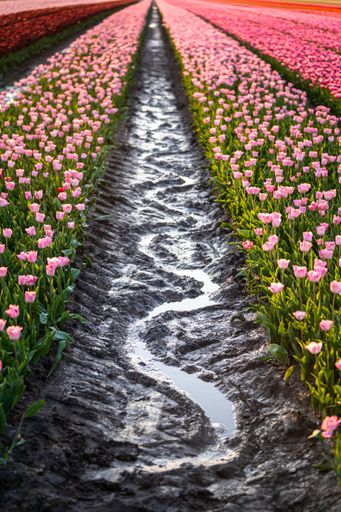 A beautiful shot of reflective rainwater in the middle of a tulips field in the Netherlands