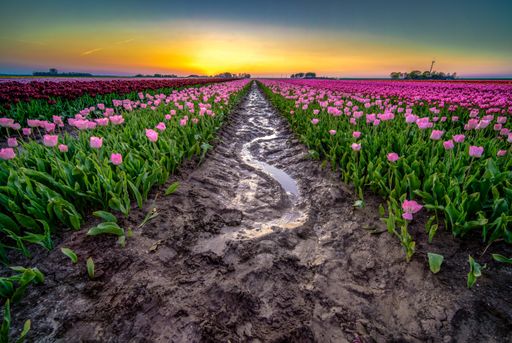 A beautiful shot of reflective rainwater in the middle of a tulips field in the Netherlands
