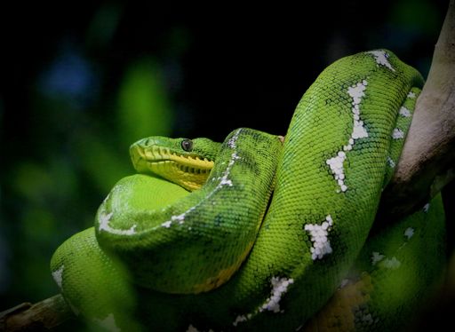 A closeup shot of a green python crawled on the tree